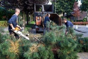 Tree Trimming & Pruning Services